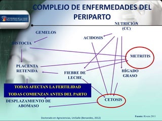 COMPLEJO DE ENFERMEDADES DEL
                      PERIPARTO
                                                                          NUTRICIÓN
                                                                             (CC)
             GEMELOS
                                                   ACIDOSIS
  DISTOCIA


                                                                                METRITIS

   PLACENTA
   RETENIDA                       FIEBRE DE                                 HÍGADO
                                    LECHE                                   GRASO

   TODAS AFECTAN LA FERTILIDAD
TODAS COMIENZAN ANTES DEL PARTO
DESPLAZAMIENTO DE                                                     CETOSIS
     ABOMASO

                                                                                 Fuente: Rivera 2011
              Doctorado en Agrociencias, UniSalle (Benavides, 2012)
 