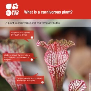 Fascinating Facts about Carnivorous Plants - IUCN Red List