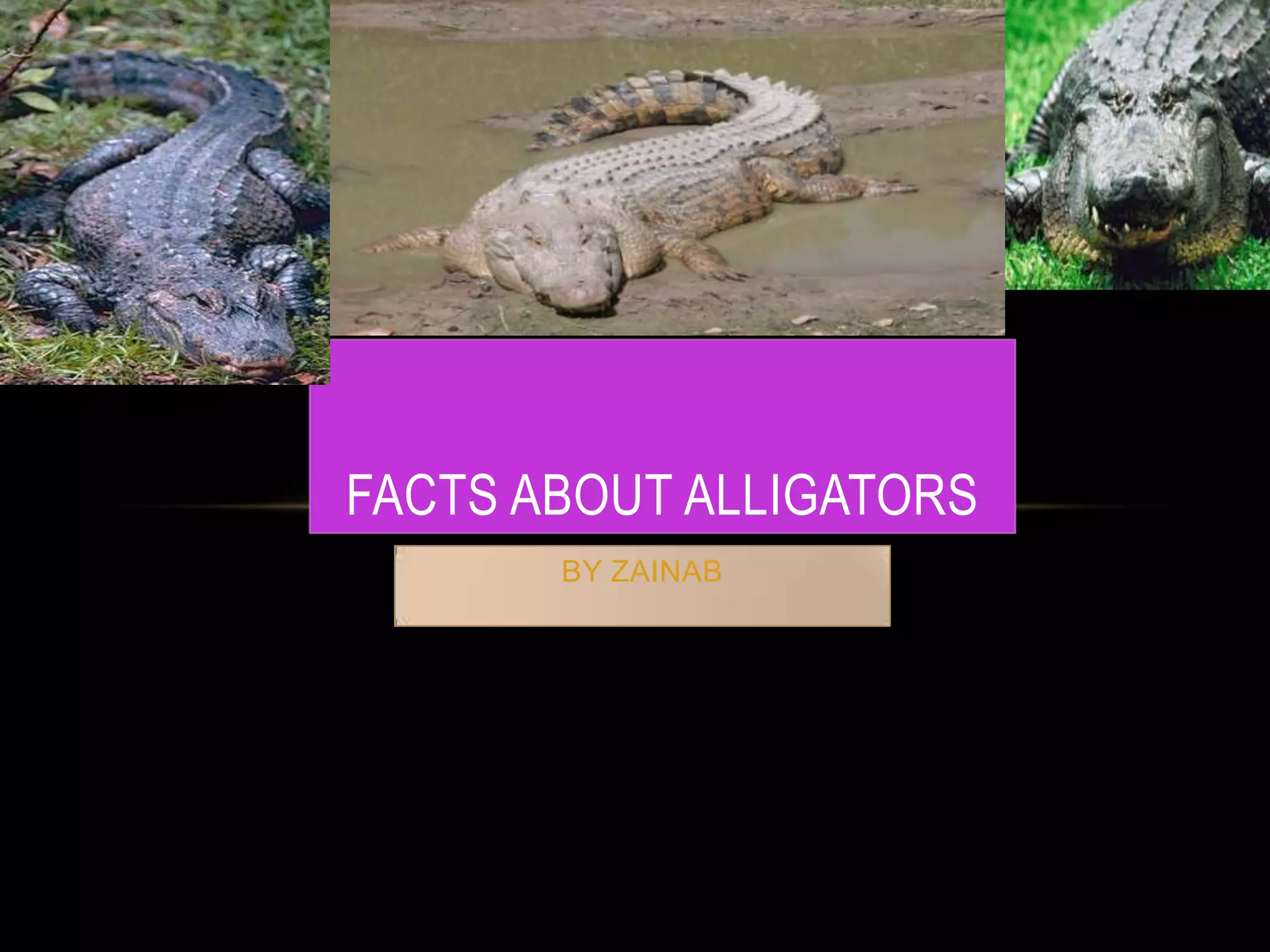 FACTS ABOUT ALLIGATORS
BY ZAINAB