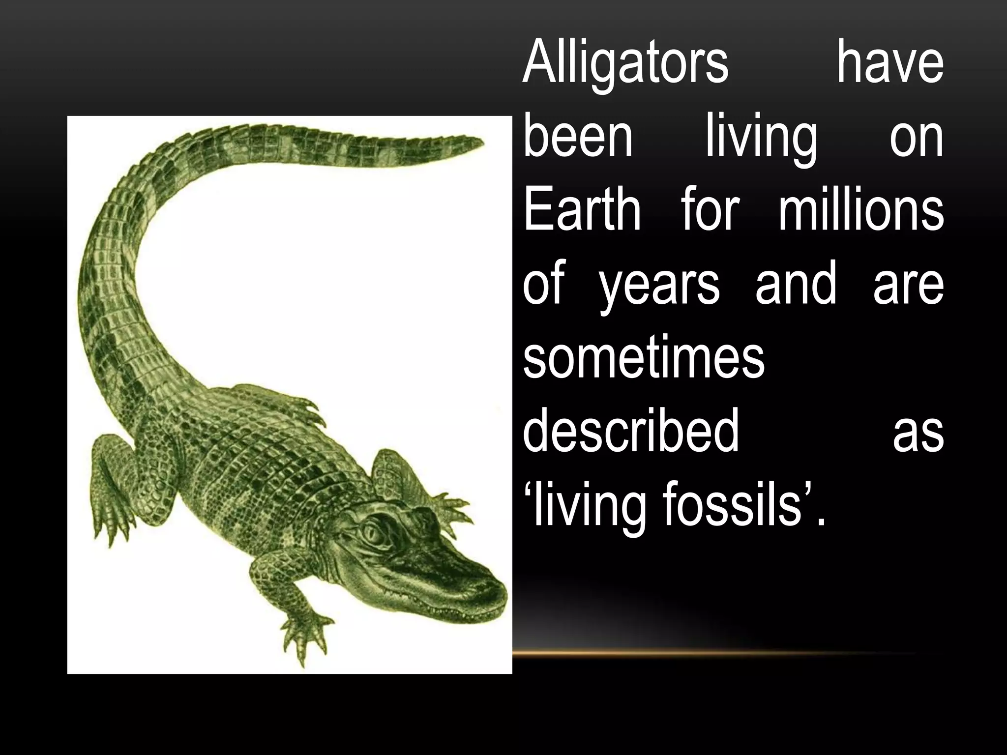 Alligators have
been living on
Earth for millions
of years and are
sometimes
described as
‘living fossils’.