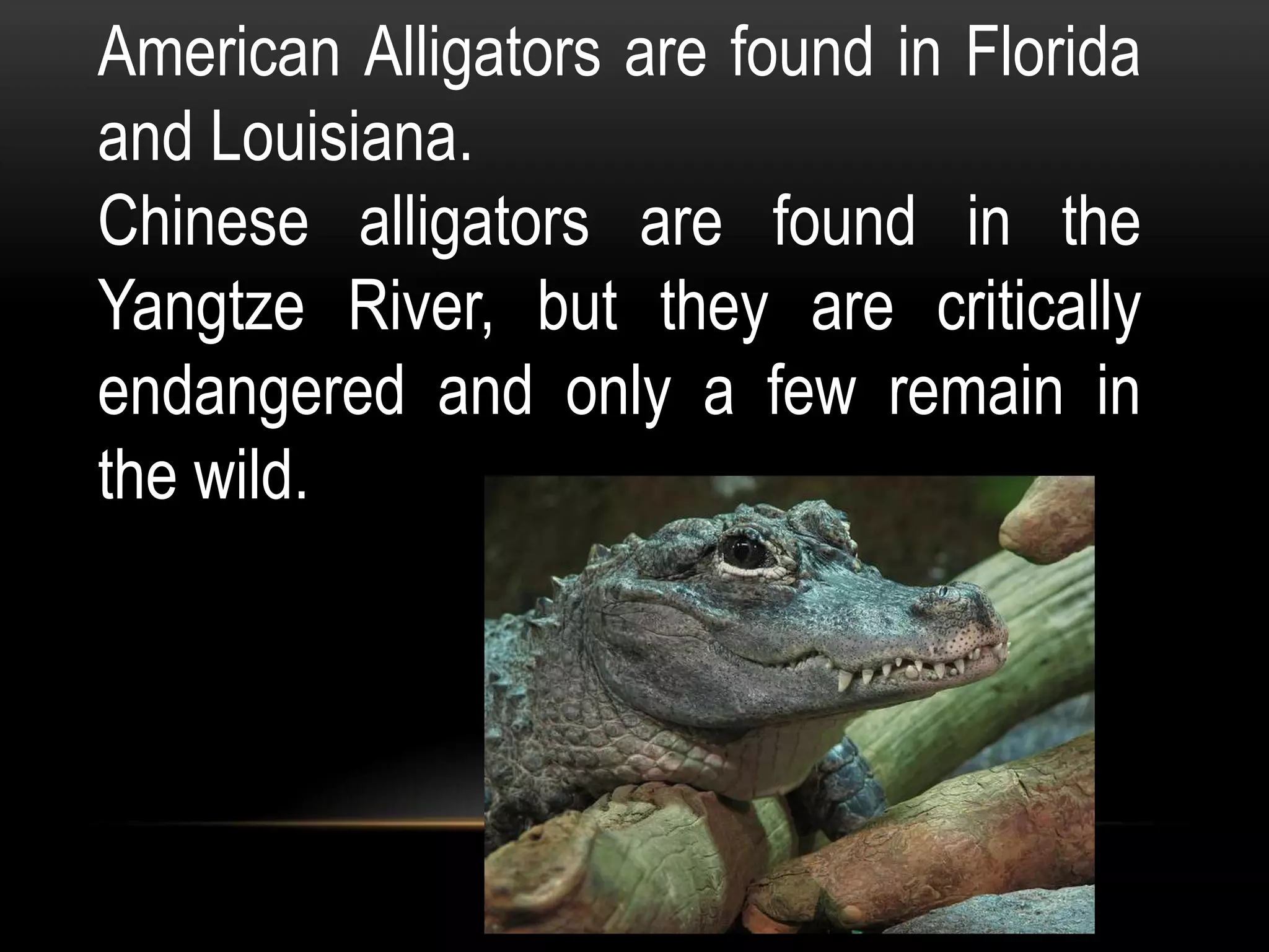 American Alligators are found in Florida
and Louisiana.
Chinese alligators are found in the
Yangtze River, but they are critically
endangered and only a few remain in
the wild.