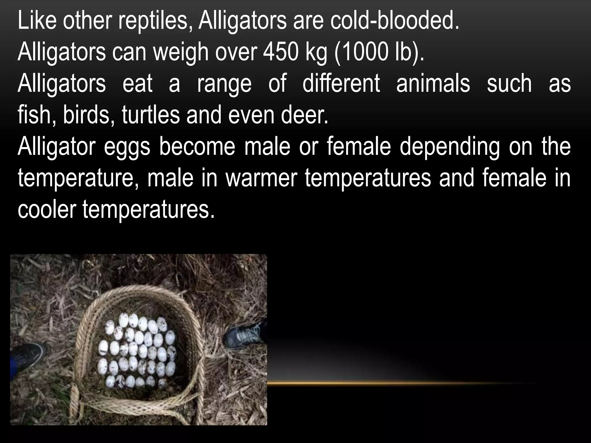 Like other reptiles, Alligators are cold-blooded.
Alligators can weigh over 450 kg (1000 lb).
Alligators eat a range of different animals such as
fish, birds, turtles and even deer.
Alligator eggs become male or female depending on the
temperature, male in warmer temperatures and female in
cooler temperatures.