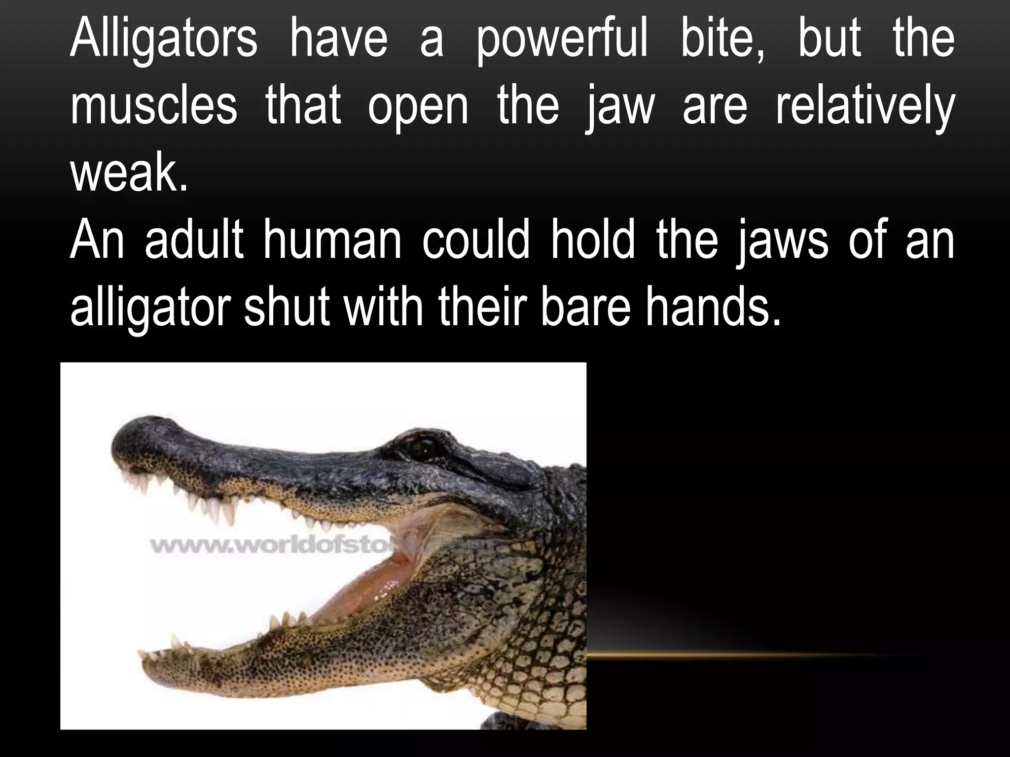 Alligators have a powerful bite, but the
muscles that open the jaw are relatively
weak.
An adult human could hold the jaws of an
alligator shut with their bare hands.