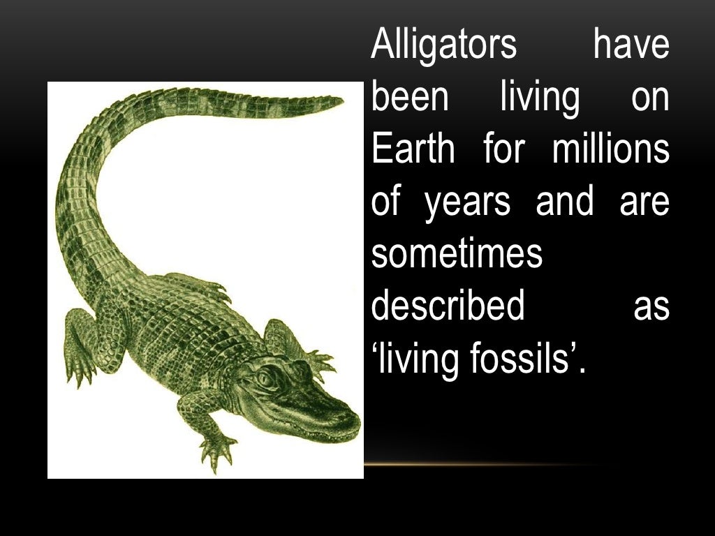 Facts about alligators