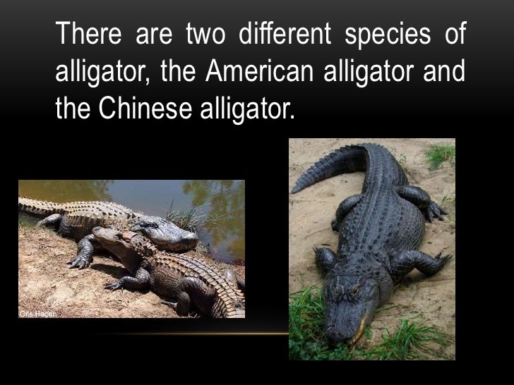 Facts About Alligators