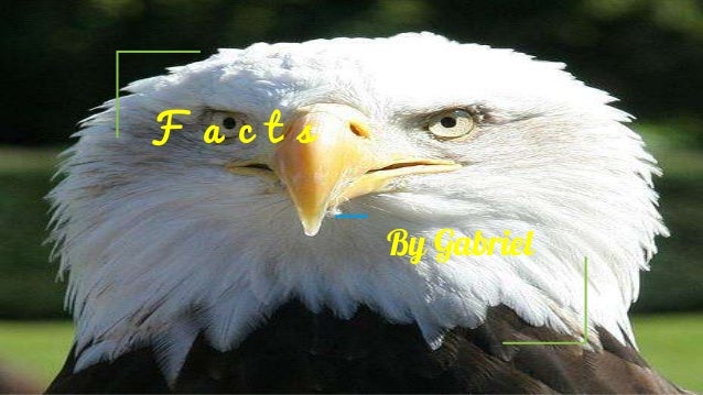 Facts about bald eagles