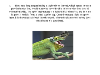 1.      They have long tongue having a sticky tip on the end, which serves to catch
   prey items that they would otherwise never be able to reach with their lack of
locomotive speed. The tip of their tongue is a bulbous ball of muscle, and as it hits
   its prey, it rapidly forms a small suction cup. Once the tongue sticks to a prey
 item, it is drawn quickly back into the mouth, where the chameleon's strong jaws
                              crush it and it is consumed.
 