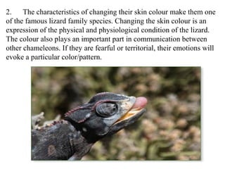 2. The characteristics of changing their skin colour make them one
of the famous lizard family species. Changing the skin colour is an
expression of the physical and physiological condition of the lizard.
The colour also plays an important part in communication between
other chameleons. If they are fearful or territorial, their emotions will
evoke a particular color/pattern.
 