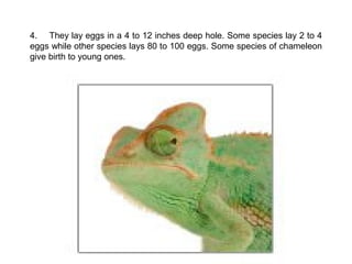 4. They lay eggs in a 4 to 12 inches deep hole. Some species lay 2 to 4
eggs while other species lays 80 to 100 eggs. Some species of chameleon
give birth to young ones.
 