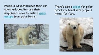 People in Churchill leave their car
doors unlocked in case their
neighbours need to make a quick
escape from polar bears.
There’s also a prison for polar
bears who break into people’s
homes for food.
 