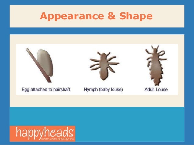 Facts About Head Lice And How To Treat Them