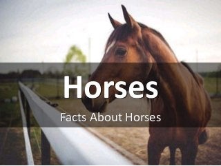Horses
Facts About Horses
 