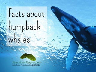 Facts About Humpback Whales