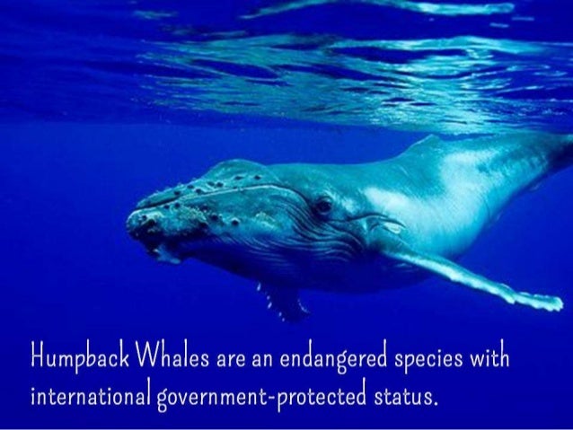 Facts About Humpback Whales