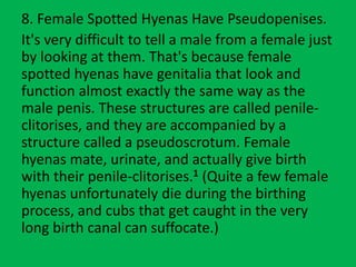 Facts about Hyenas.pptx | Free Download