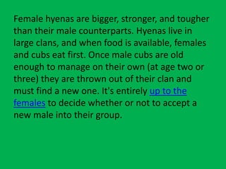 Facts about Hyenas.pptx | Free Download