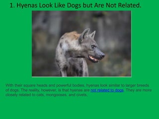 Facts about Hyenas.pptx | Free Download