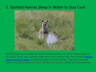 Facts about Hyenas.pptx | Free Download