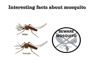 Interesting facts about mosquitoInteresting facts about mosquito
 