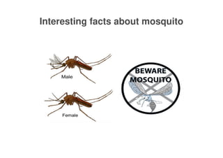Interesting facts about mosquito
 
