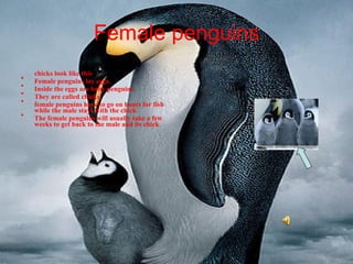 Facts about penguins! | PPT