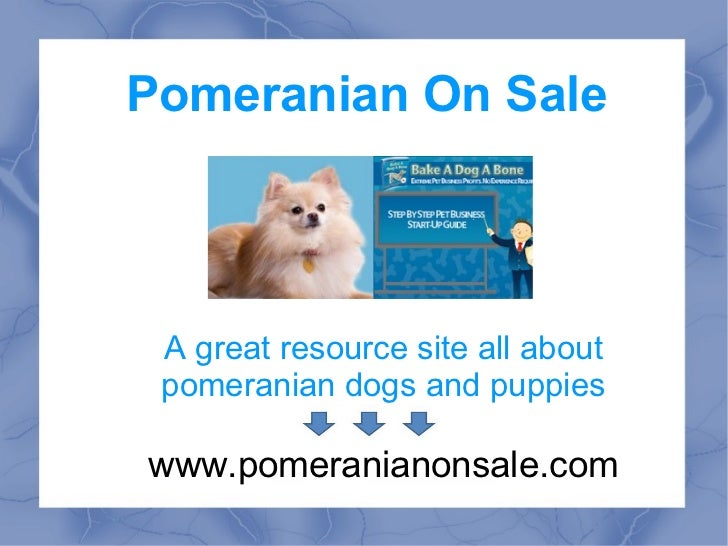 facts about pomeranian puppies facts about pomeranians facts about pomeranian puppies facts about pomeranians