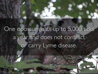 Opossum visual data 6