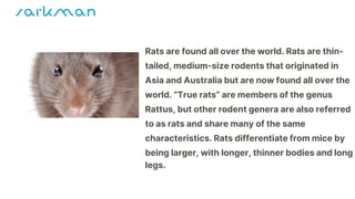 Rats: Facts about these thin-tailed, medium-size rodents