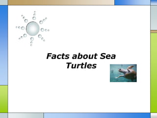 Facts about Sea
    Turtles
 