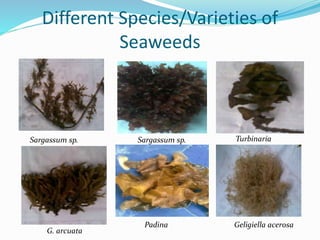 thesis title about seaweeds