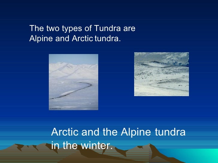 facts about the tundra