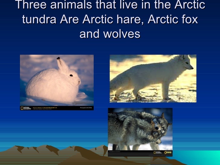Arctic tundra animals fun facts
