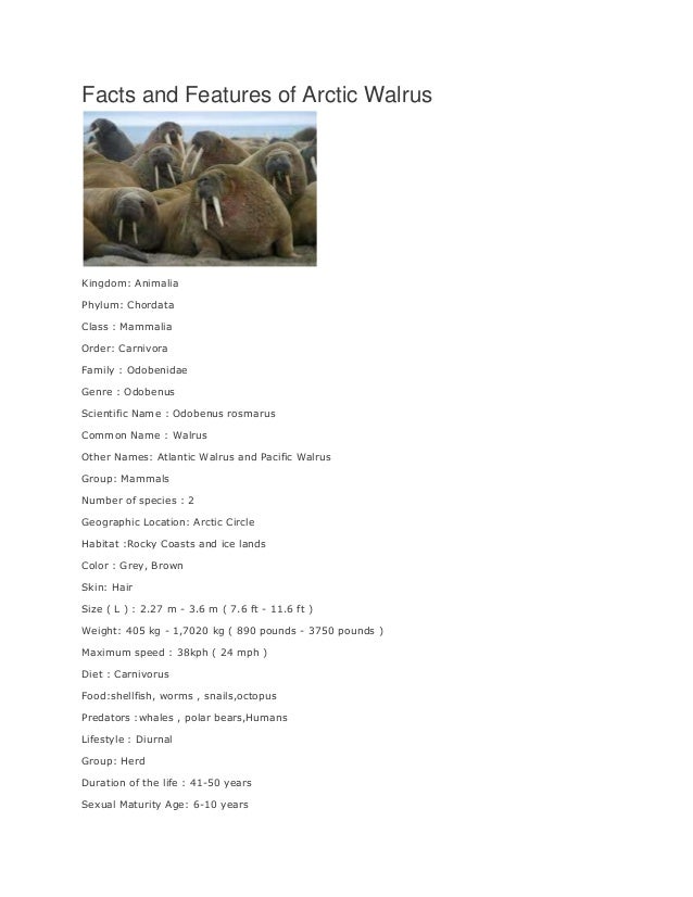 Facts and features of arctic walrus