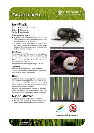 Identificação
Espécie  Euetheola humilis (Burm.)
Ordem  Coleoptera
Família  Scarabaeidae
Como o inseto se parece?
 O adulto é um escaravelho preto, com cerca de
15mm de comprimento, pernas robustas e sem
chifres na cabeça ou no protórax.
 A larva é um coró, arqueada em forma de “C”, de
cor branca, com pernas e cabeça castanha. Atinge
cerca de 50mm de comprimento e vive no solo,
onde se alimenta de raízes.
Ciclo de vida
Em laboratório, a 33C, o ciclo de ovo a adulto se
completa em 53 dias. Em campo, normalmente há
duas gerações anuais, variando o período larval de 4 a
12 meses e o pupal de 12 a 15 dias. A incubação dos
ovos varia de oito a dez dias.
A longevidade dos adultos pode chegar a 90 dias.
Ocorrência
Anual: de setembro a março. Crítico: novembro.
Lavoura: perfilhamento e eventualmente maturação.
Nota: praga de plantio em solo seco.
Danos
Os adultos roem a base das plantas, causando mur-
cha e posterior seca de perfilhos. Ao se puxar do solo,
estes soltam-se facilmente das raízes. Um eventual
ataque na maturação pode ocasionar o acamamento
de plantas, dificultando a colheita.
As larvas normalmente não habitam as arrozeiras,
pois o solo alagado lhes é desfavorável. Assim nor-
malmente ocorrem em pastagens e áreas em pousio.
Manejo integrado
 Inundar quadros com presença de sintomas.
 Em áreas com histórico de ocorrência de cascudo-
preto, semear sementes tratadas com inseticida.
CCCaaassscccuuudddooo---ppprrreeetttooo
Entomologia
Estação Experimental de Itajaí
JJJaaannneeeiiirrrooo 222000111999
Eng.-agr. E.R. Hickel
arrozepagri.blogspot.com
Larva do tipo coró ou “pão-de-galinha”
Base de perfilhos roídas pelo cascudo-preto
Cascudo-preto E. humilis
 