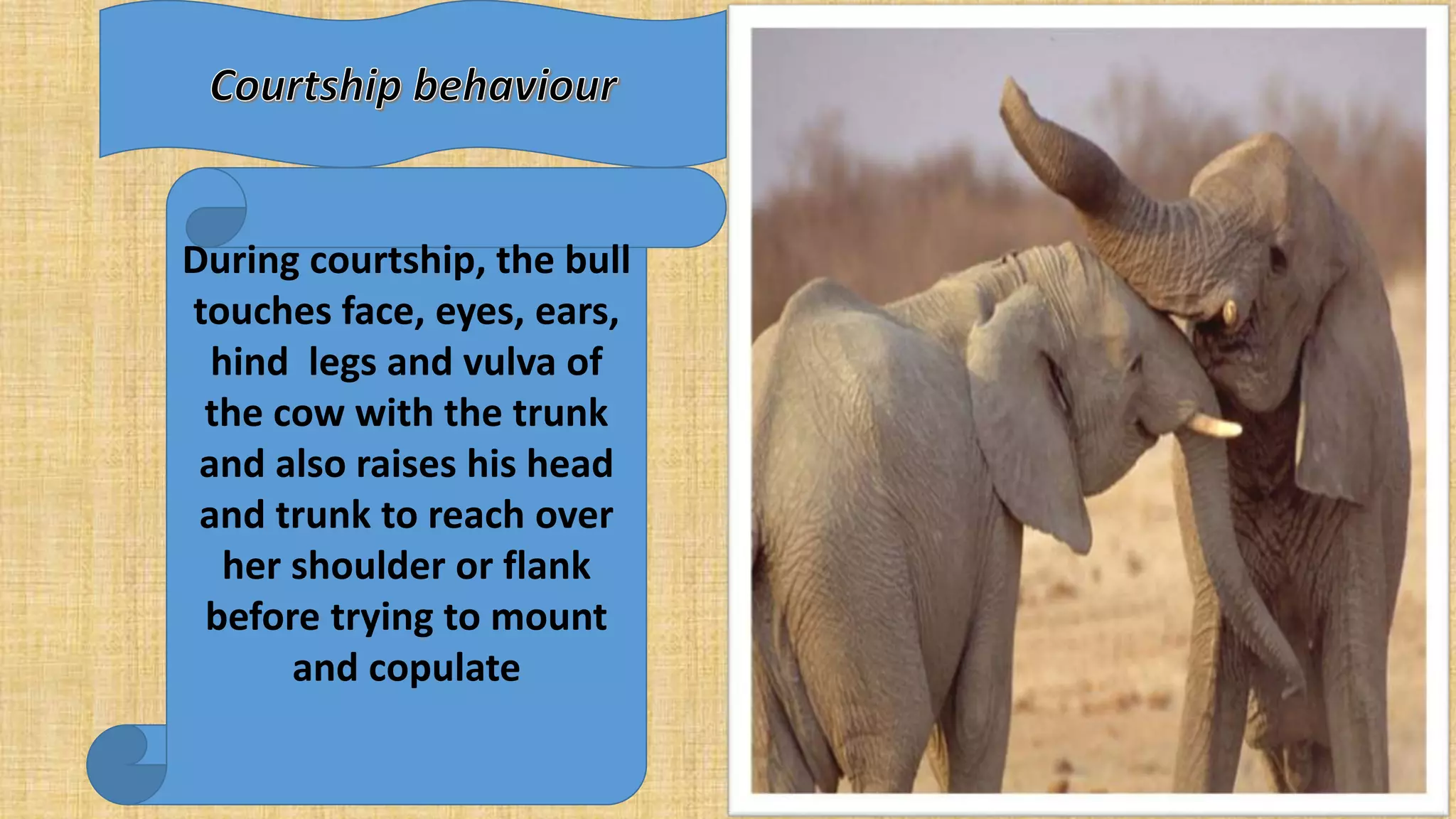 Facts of elephant reproduction | PPTX