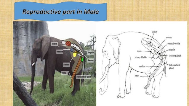 Facts of elephant reproduction | PPTX