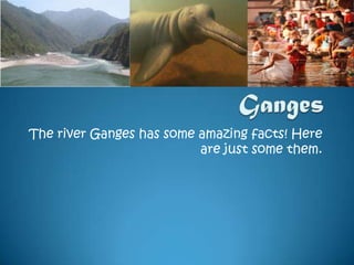 Facts on the River Ganges The river Ganges has some amazing facts! Here are just some them. 