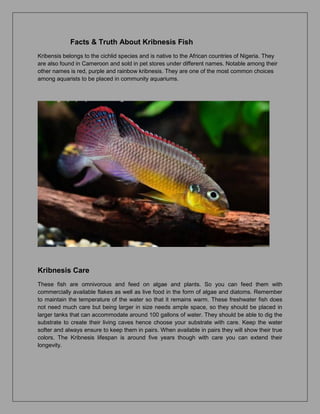 Facts & Truth About Kribnesis Fish
Kribensis belongs to the cichlid species and is native to the African countries of Nigeria. They
are also found in Cameroon and sold in pet stores under different names. Notable among their
other names is red, purple and rainbow kribnesis. They are one of the most common choices
among aquarists to be placed in community aquariums.
Kribnesis Care
These fish are omnivorous and feed on algae and plants. So you can feed them with
commercially available flakes as well as live food in the form of algae and diatoms. Remember
to maintain the temperature of the water so that it remains warm. These freshwater fish does
not need much care but being larger in size needs ample space, so they should be placed in
larger tanks that can accommodate around 100 gallons of water. They should be able to dig the
substrate to create their living caves hence choose your substrate with care. Keep the water
softer and always ensure to keep them in pairs. When available in pairs they will show their true
colors. The Kribnesis lifespan is around five years though with care you can extend their
longevity.
 