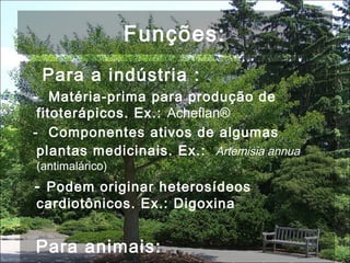 Funções:
Para a indústria :
- Matéria-prima para produção de
fitoterápicos. Ex.: Acheflan®
- Componentes ativos de algumas
plantas medicinais. Ex.:  Artemisia annua
(antimalárico)
- Podem originar heterosídeos
cardiotônicos. Ex.: Digoxina
Para animais:
 