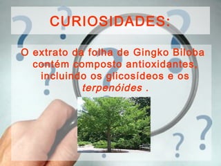 CURIOSIDADES:
O extrato da folha de Gingko Biloba
contém composto antioxidantes,
incluindo os glicosídeos e os
terpenóides .
 