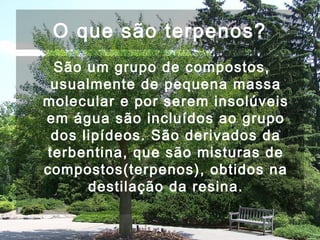 O que são terpenos?
São um grupo de compostos,
usualmente de pequena massa
molecular e por serem insolúveis
em água são incluídos ao grupo
dos lipídeos. São derivados da
terbentina, que são misturas de
compostos(terpenos), obtidos na
destilação da resina.
 
