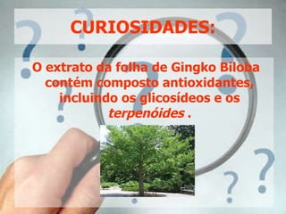 CURIOSIDADES: O extrato da folha de Gingko Biloba contém composto antioxidantes, incluindo os glicosídeos e os  terpenóides  . 