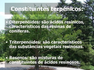 Constituintes terpénicos: Diterpenóides: são ácidos resínicos, característicos das resinas de coníferas. Triterpenóides: são característicos das substâncias vegetais resinosas. Resenos: são misturas de constituintes de ácidos resinosos. 