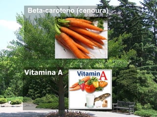 Beta-caroteno (cenoura) Vitamina A 