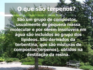 O que são terpenos? São um grupo de compostos, usualmente de pequena massa molecular e por serem insolúveis em água são incluídos ao grupo dos lipídeos. São derivados da terbentina, que são misturas de compostos(terpenos), obtidos na destilação da resina. 
