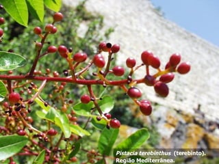 Pistacia terebinthus  (terebinto). Região Mediterrânea. 