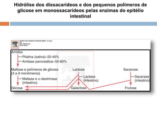Hidrólise dos dissacarídeos e dos pequenos polímeros de
glicose em monossacarídeos pelas enzimas do epitélio
intestinal
 