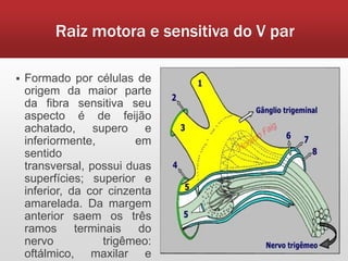 Raiz motora e sensitiva do V par

   Formado por células de
    origem da maior parte
    da fibra sensitiva seu
    aspecto é de feijão
    achatado, supero e
    inferiormente,        em
    sentido
    transversal, possui duas
    superfícies; superior e
    inferior, da cor cinzenta
    amarelada. Da margem
    anterior saem os três
    ramos terminais do
    nervo           trigêmeo:
    oftálmico, maxilar e
 