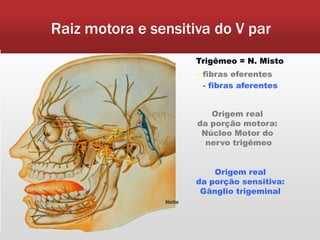 Raiz motora e sensitiva do V par
                        Trigêmeo = N. Misto
                        - fibras eferentes
                          - fibras aferentes


                           Origem real
                        da porção motora:
                         Núcleo Motor do
                          nervo trigêmeo


                            Origem real
                        da porção sensitiva:
                         Gânglio trigeminal
                Nette
 