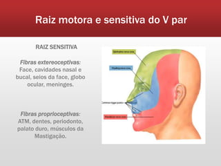 Raiz motora e sensitiva do V par

       RAIZ SENSITIVA

 Fibras extereoceptivas:
 Face, cavidades nasal e
bucal, seios da face, globo
    ocular, meninges.



 Fibras proprioceptivas:
ATM, dentes, periodonto,
palato duro, músculos da
      Mastigação.
 